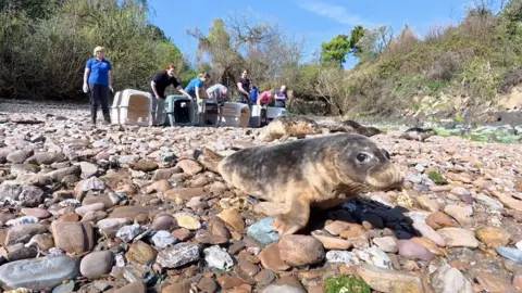 Seal on beach 
