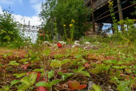 Andrew Mason Wild strawberries with long stems and green leaves can be seen growing in the industrial backdrop of the former mine
