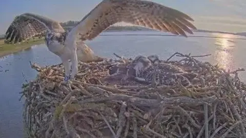 Leicestershire and Rutland Wildlife Trust: Águila pescadora con las alas extendidas en su nido.