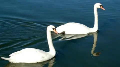 BBC Images Swans swimming in a river