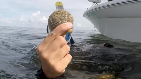 PA Media A snorkeler is holding a scallop out of the sea. It is is obscuring their face but their snorkel can be seen. The sea is calm and there is a boat next to them. 