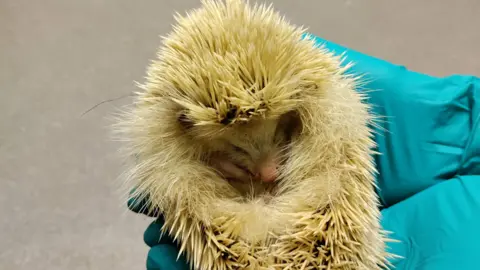 Kelly Huitson/Alderney Animal Welfare Society A blonde hedgehog lying asleep in a pair of glove-covered hands. Its body is tucked into a ball and is covered in light brown spines. Its pink nose is visible and it has its front paws curled under its chin, with head resting on its stomach. 