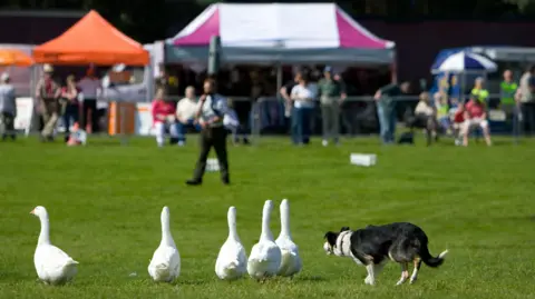 General shot of a sheep dog herding geese in a main ring show.