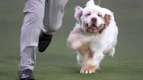 Bruin the Clumber spaniel runs alongside his owner at 2026 Crufts.