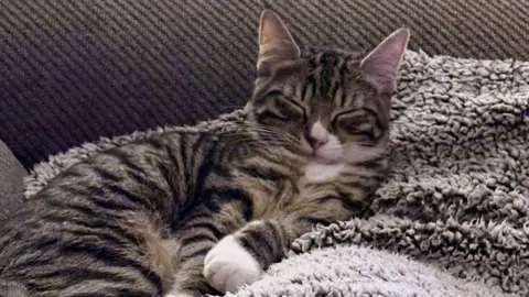 Marie Fox Daisy the cat lying on a sofa with her eyes closed. She has striped fur in shades of brown, black, and grey as well as white paws and white on her face