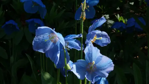 Sally Wright Vibrant blue flowers with delicate petals and droplets of water, surrounded by lush green foliage in a shadowy setting.