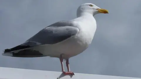 BBC: A herring gull on a roof with a blue cloudy sky in the background.