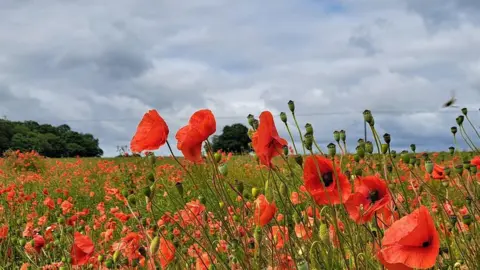 BBC Weather Watchers/Les at Large A field of red poppies standing in a field with green trees in the distance under an overcast cloudy sky