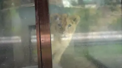 Omar Garcia Harfuch A blurred lion cub looks towards the camera from behind a window