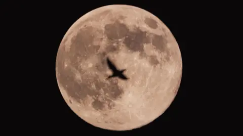 The shadow of a bird is silhouetted against a full moon on a black sky. 