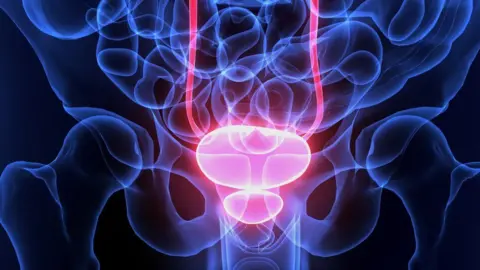 Getty Images An illustration of human anatomy, with the bladder and prostate highlighted in red. 