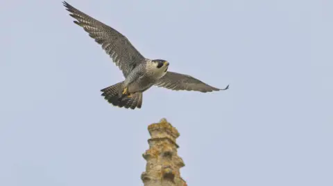 Peregrine falcon in flight with the top of a spire from a building in the centre - the bird is in flight heading from left to right.