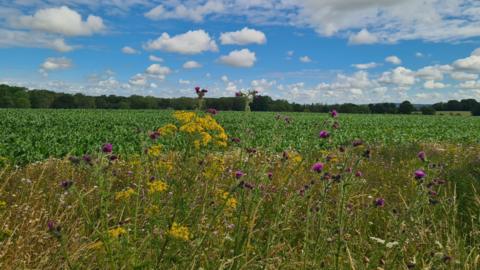 A field of purple and yellow flowers in Appleton, Oxfordshire, with blue skies overhead