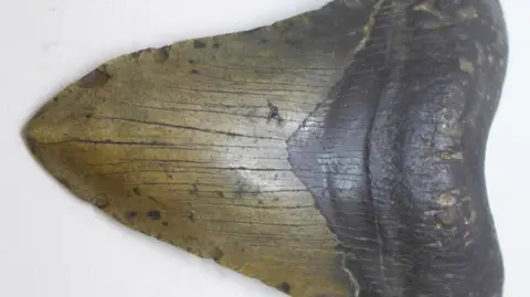 Arthur Johnson and Sons Close up image of a fossil shark tooth