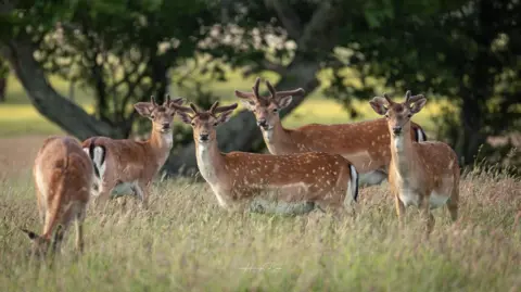 Hang Ross Five deer in tall green grass. Four look at the camera, alert, the fifth has its head dipped in the grass.