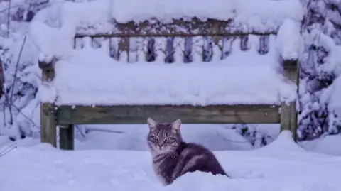 Ruth Davies | BBC Weather Watchers A brown cat sat in a hole of snow. 