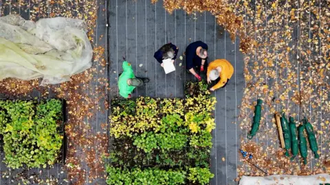 An aerial picture shows four people, one in a mustard hoodie, two in blue jumpers and one in a bright green hoodie. The two men and two women are looking down at tree saplings planted close together. The tree saplings are on black matting surrounded by autumnal leaves 