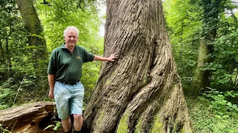 Dave Curno in a green polo shirt and denim shorts next to an ancient sycamore tree in Manadon Wood