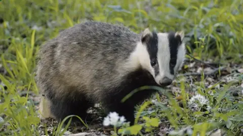 A young badger filmed by BBC Springwatch in Wytham Great Wood in 2021