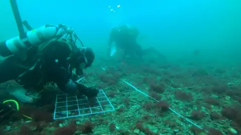 Becky Tooby Two scuba divers surveying the sea bed