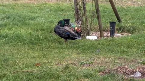 RSPCA A duck stood in grassland