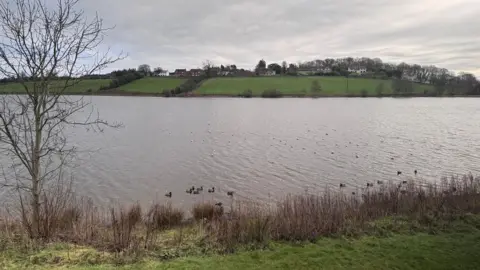 A body of water with some ducks and other wildfowl on it