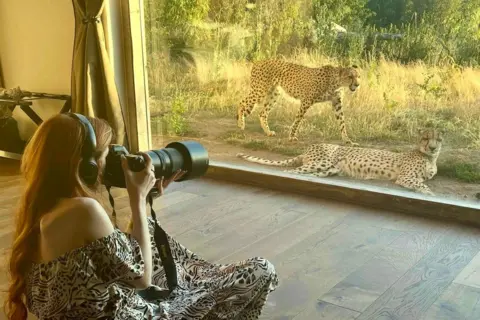 Caitlyn sitting indoors with a large camera, photographing two cheetahs outside through a glass wall; one cheetah is lying down while the other is walking in a grassy area