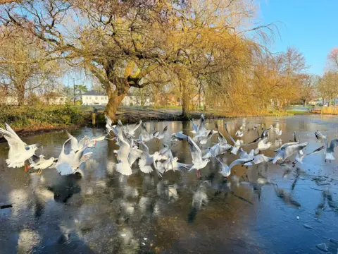 Sandhya Bhattaram Birds on a frozen pond. They are flying in all directions, their wings outstretched, as if panicked. The river bank is behind them and there are trees and buildings in the distance. It is a sunny day with a clear blue sky.