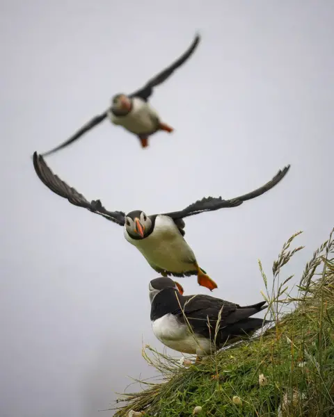 Jez Campbell puffins
