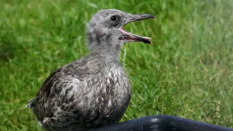 RSPCA A grey herring gull chick in its first feathers sits with beak open next to a water bath at the RSPCA's East Winch rescue centre in Norfolk. 