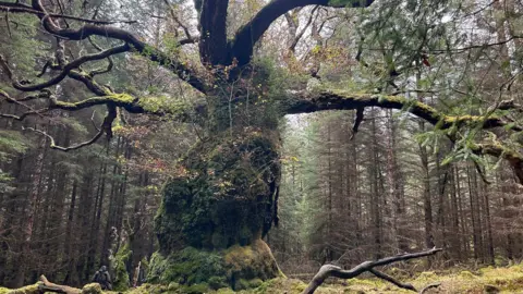 Woodland Trust The oak tree with its branches splayed out and its trunk covered in moss and lichen.