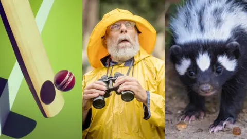 Montage of a ball hitting a cricket bat, a birdwatcher in a bright yellow coat and hat, and a close up of a skunk