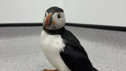Puffin pictured on the floor of a vet's surgery, with a black body and white stomach. It has a bright orange beak and white face.