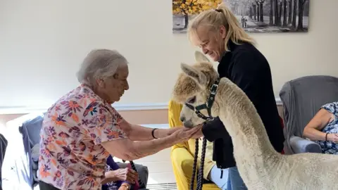 Luke Deal/BBC Jo Bridge introduces an alpaca to a resident of Magdalen HouseCare Home. The resident is stroking the animal's chin