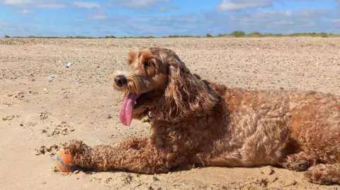 Hayley85/BBC Weather Watchers A golden furred dog is laying down on the sand of a beach. Both of its front paws are on an orange and blue tennis ball. There are lots of stones across the beach and a row of grass in the background.