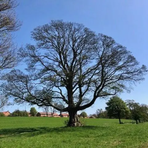 Berthold Schoene A row of trees in a field. The photograph is set against a blue sky. There are houses in the distance.