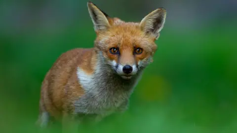 A red fox pictured in green undergrowth. The fox is looking at the camera with its ears pointed upwards. It is in sharp focus, while the greenery around it has been blurred.
