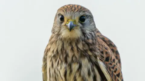 Graeme Carroll A kestrel, with large black eyes and ginger, black and white feathers looks straight at the camera.