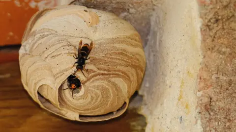 PA Media An Asian hornet nest. It is round and has a marbled, papery texture. There is an Asian hornet sitting near a round entrance hole in which the head of a second hornet is visible.
