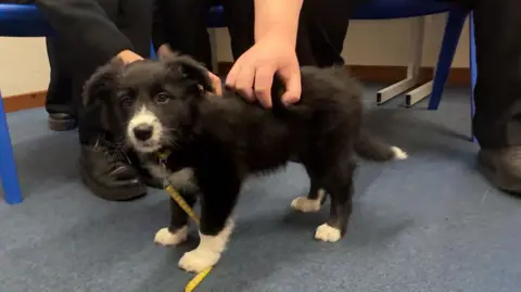 Florrie the Puppy - a fluffy black puppie with white " socks" and white hair on her nose and the end of her tail - is being stroked by some students' hands. They are themselves out of shot, but we can see their feet as they sit on chairs. The photo is taken of Florrie at her head height, she's eyeing up the camera with curiosity.
