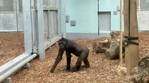 A gorilla walks across a wood‑chipped indoor enclosure, moving on all fours near metal doors and a cluster of logs and ropes attached to wooden posts.