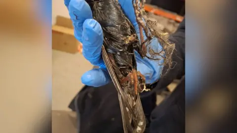 Wildlife Rescue Cork The lower part of a starling. The feathers are covered in glue and the feet are tangled up in fur. It is behind held in a hand wearing a blue surgical glove.