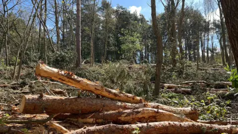 A pile of pine trees in the foreground with standing pine trees in the back