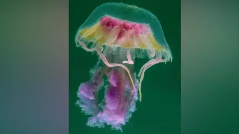 Mark Thomas/ Wildlife Trusts The jellyfish has a clear umbrella shaped hood with pink and yellow in the shape of a wide flat topped lampshade inside. There are bluey purple gel-like parts hanging down. 