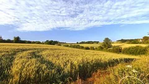 WeatherWatchers/Chully A view of rolling fields of yellow crops on a sunny day, lined with hedges