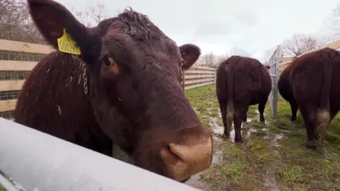A cow looks over a metal fence. Two stand in the background.