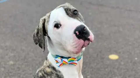 Shannon Jade Chance the mastiff has white and grey fur, with a slightly pink snout. He has his head cocked and is wearing a turquoise collar and rainbow bow tie.