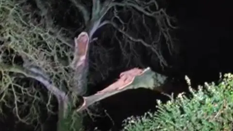 Simon West Split oak tree