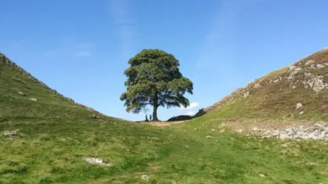 BBC Sycamore Gap tree, Hadrian's Wall