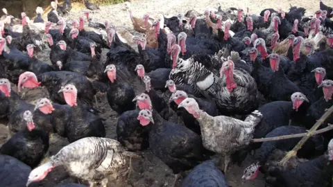 Pat Graham A rafter of about 100 turkeys in a farmyard.  A few white and light brown feathered ones can be seen among the black-feathered birds. 
